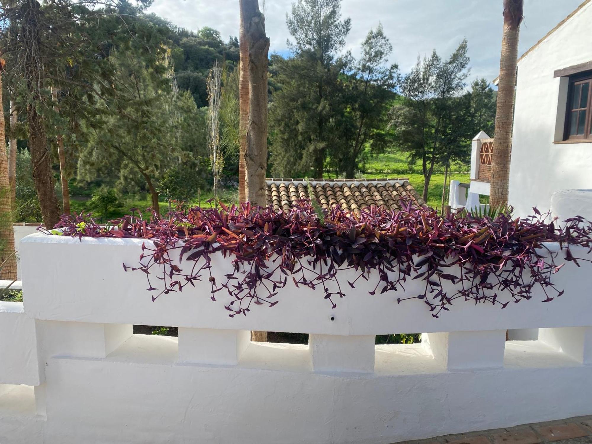 Malaga Sierra De Las Nieves By Real Spain Hotels Adults Recommended 카사라보넬라 외부 사진